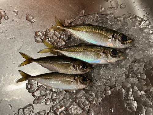 アジの釣果