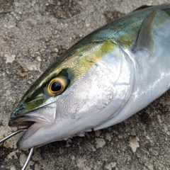 ツバイソの釣果