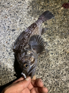 クロソイの釣果