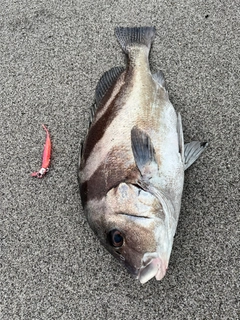 コショウダイの釣果