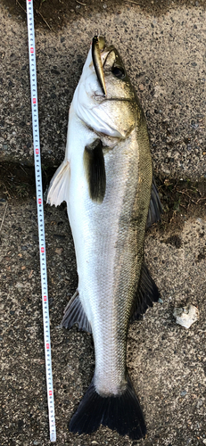 スズキの釣果