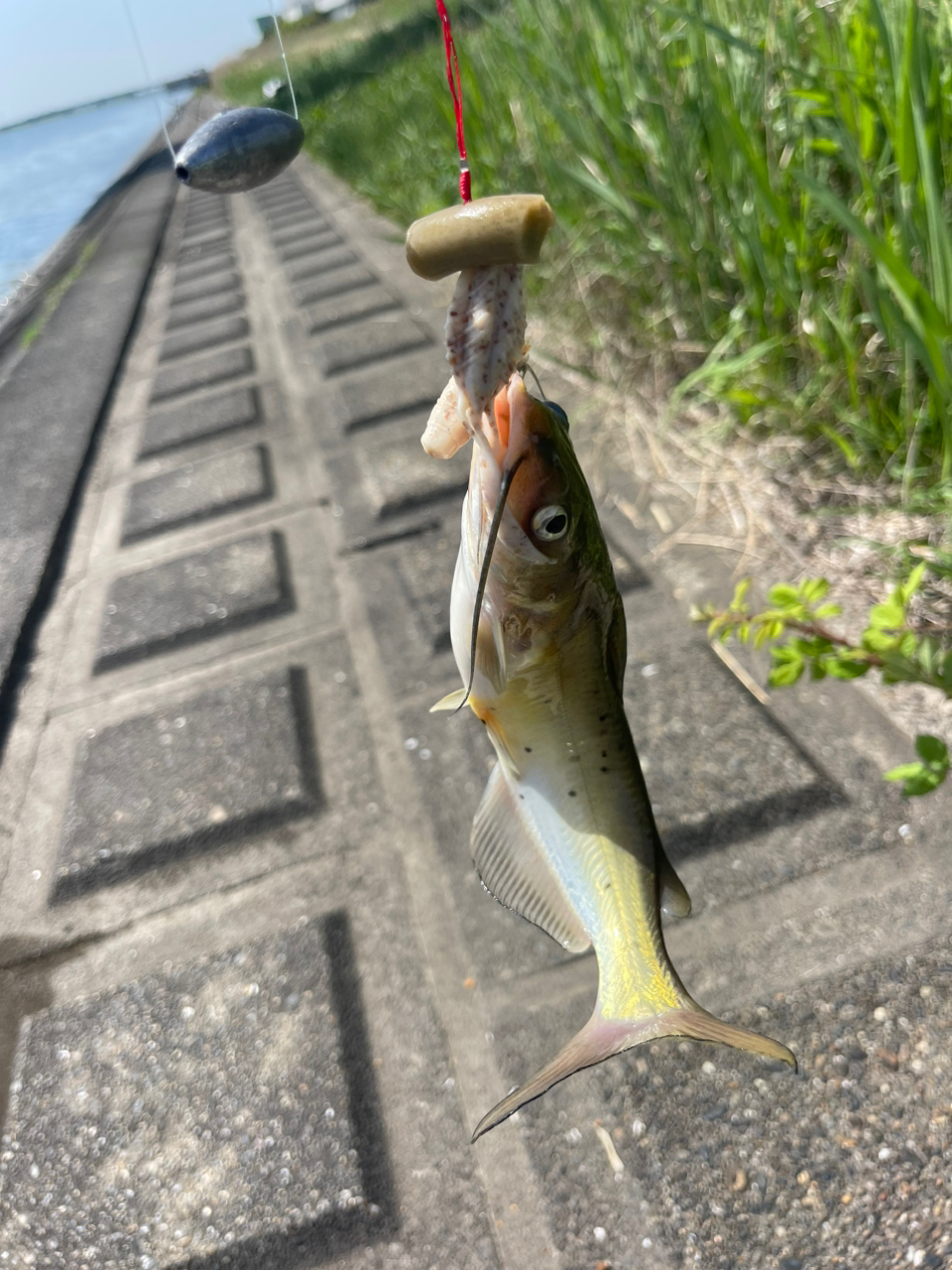 アメリカナマズ