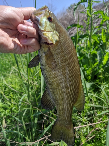 スモールマウスバスの釣果