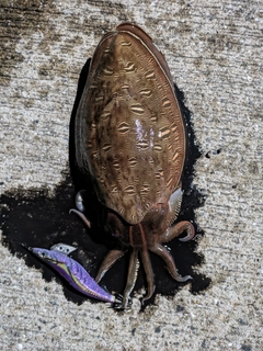 モンゴウイカの釣果