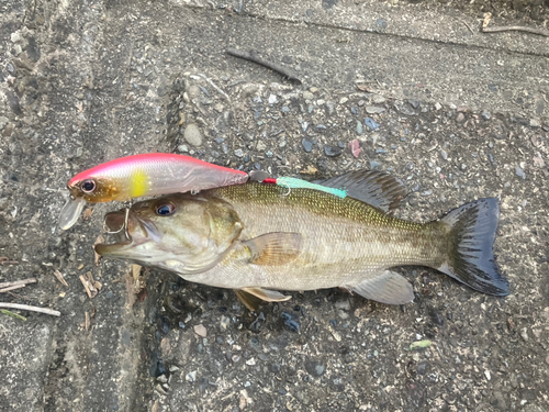 スモールマウスバスの釣果