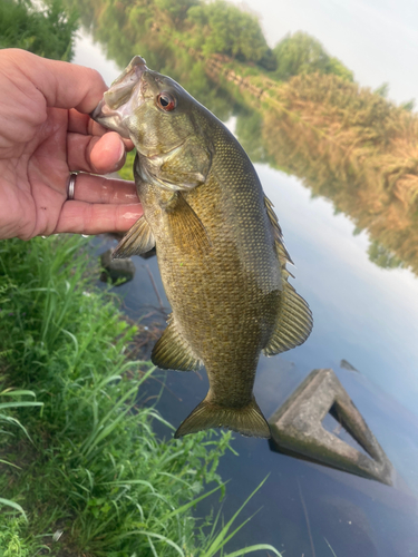 スモールマウスバスの釣果