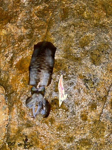 イカの釣果