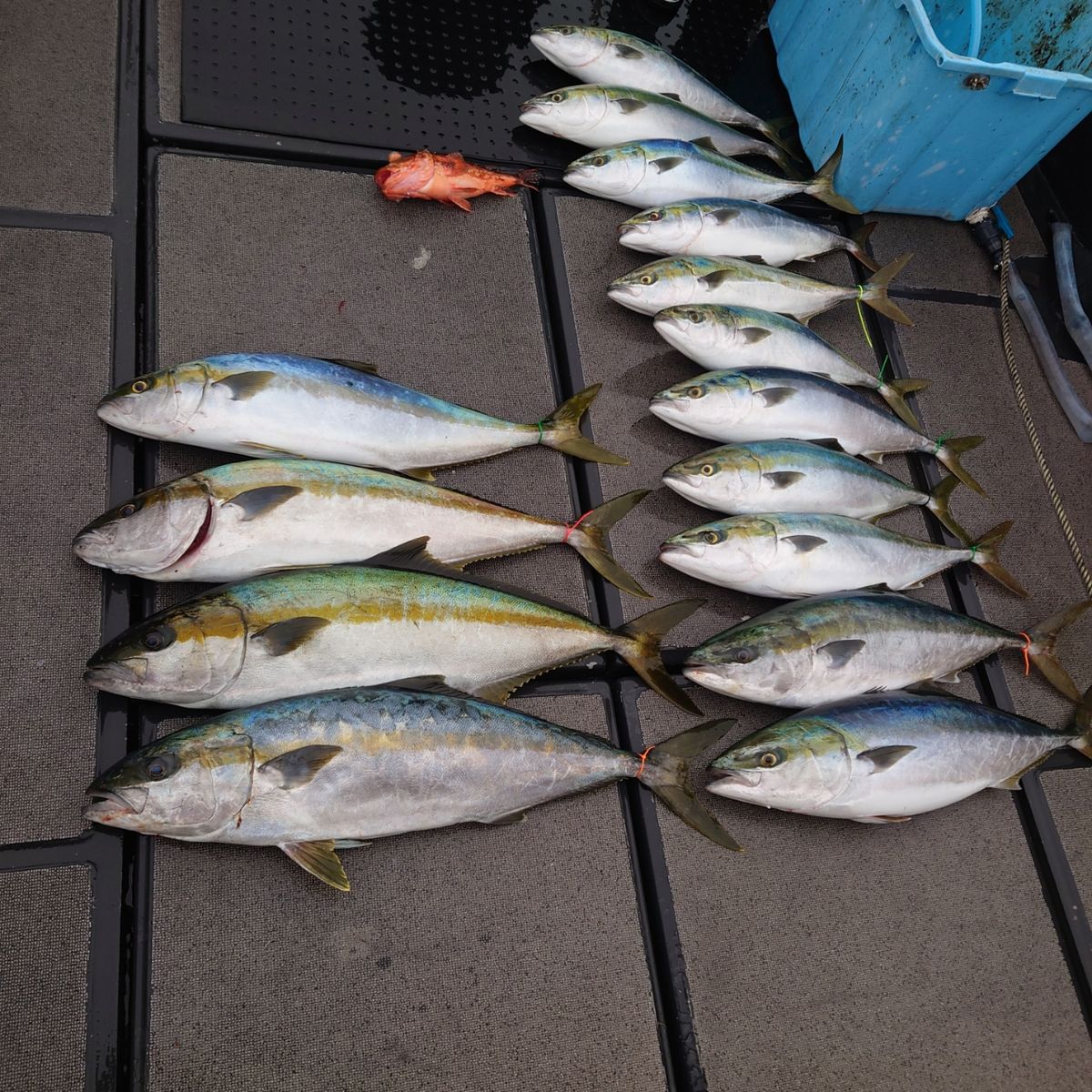 九三丸さんの釣果 3枚目の画像