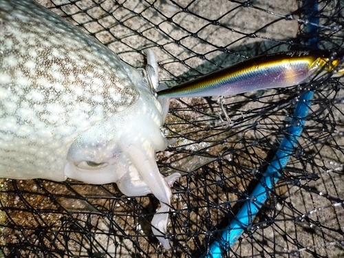 シリヤケイカの釣果