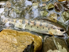 ヤマメの釣果