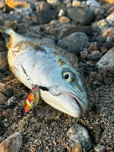 フクラギの釣果