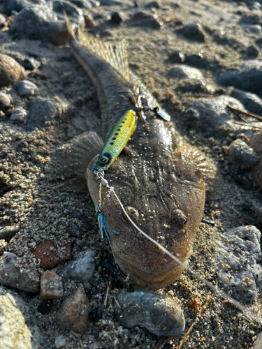 マゴチの釣果