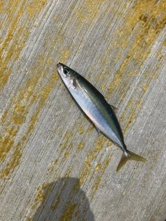 ムロアジの釣果