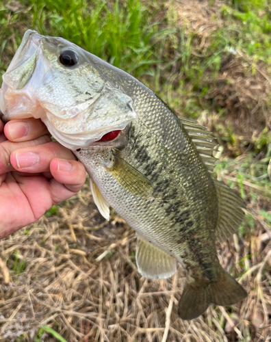 ラージマウスバスの釣果