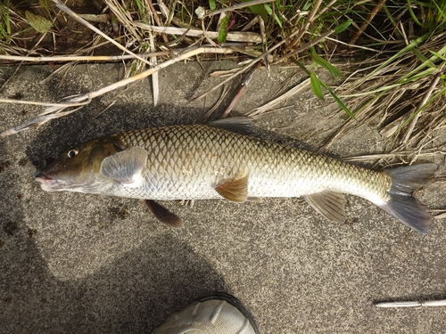 ニゴイの釣果