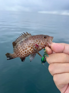 オオモンハタの釣果