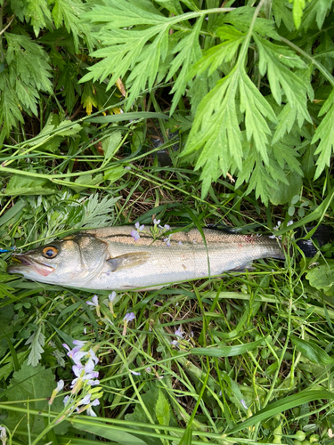 セイゴ（マルスズキ）の釣果