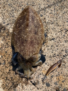 モンゴウイカの釣果