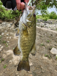 スモールマウスバスの釣果