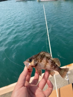 メバルの釣果