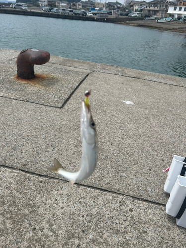 カマスの釣果