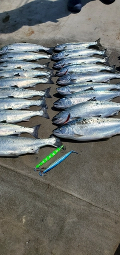 サクラマスの釣果