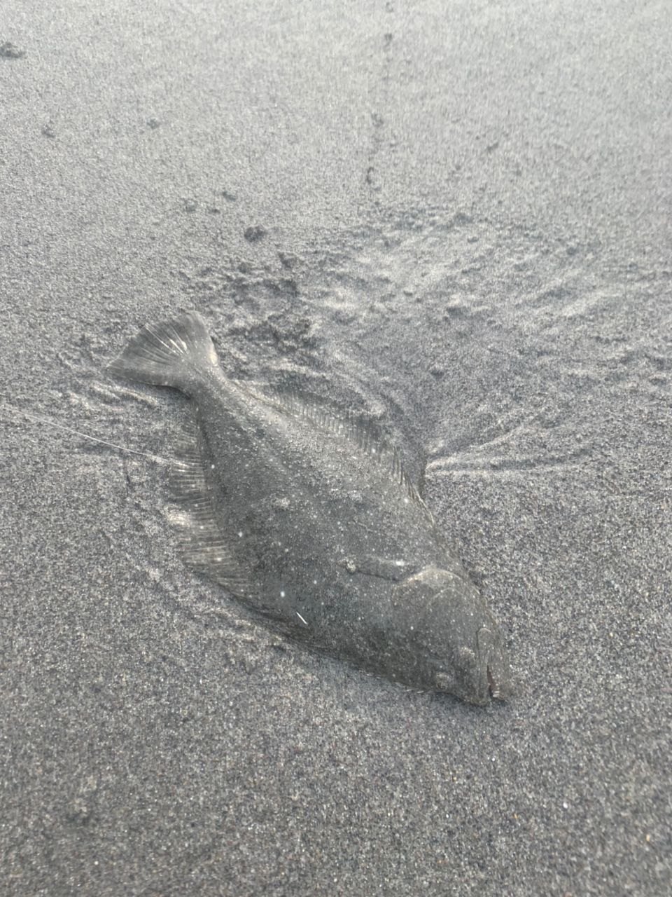 ヒラメ