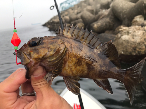 カサゴの釣果