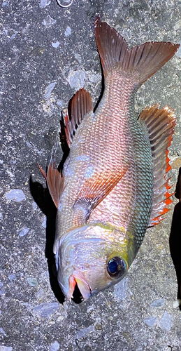 ヨコシマクロダイの釣果