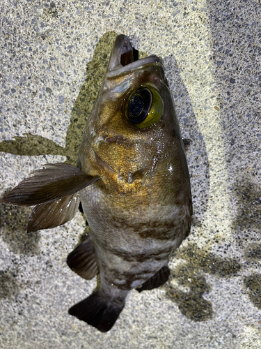 メバルの釣果