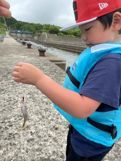 メゴチの釣果