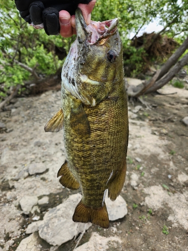 スモールマウスバスの釣果