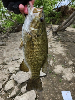 スモールマウスバスの釣果