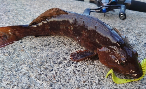 アイナメの釣果