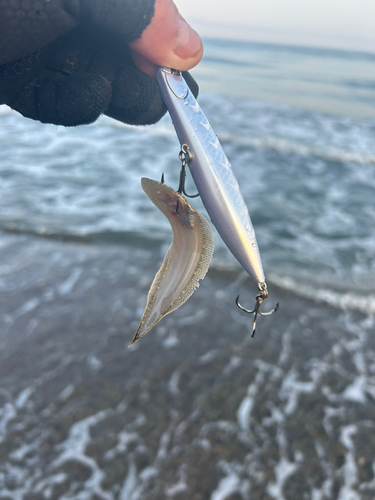 シタビラメの釣果