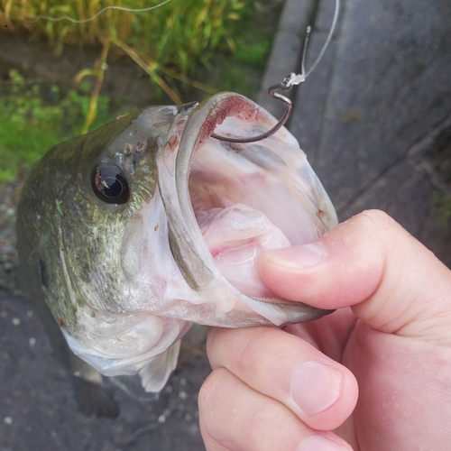 ブラックバスの釣果