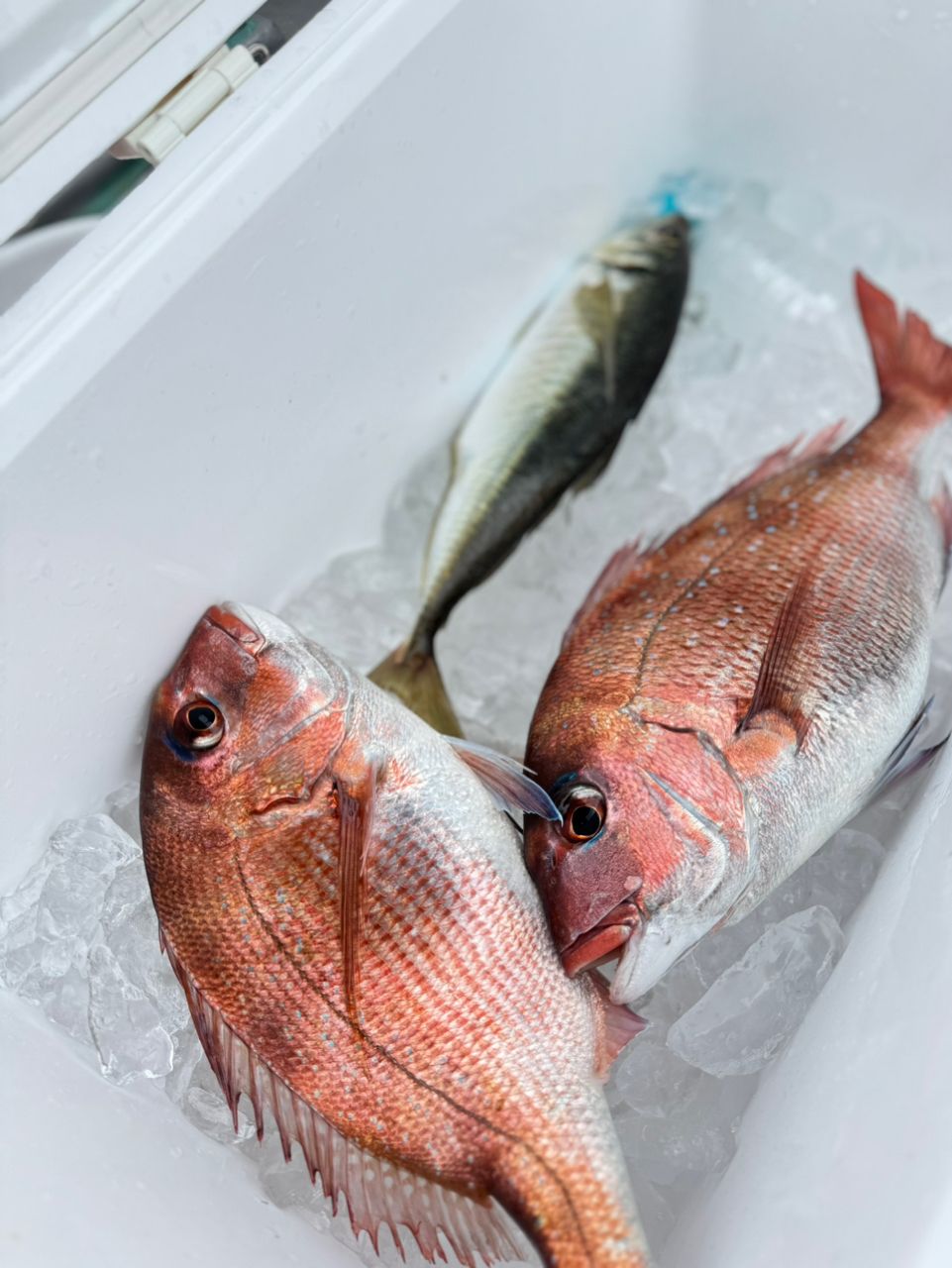 TATSULOWさんの釣果 1枚目の画像