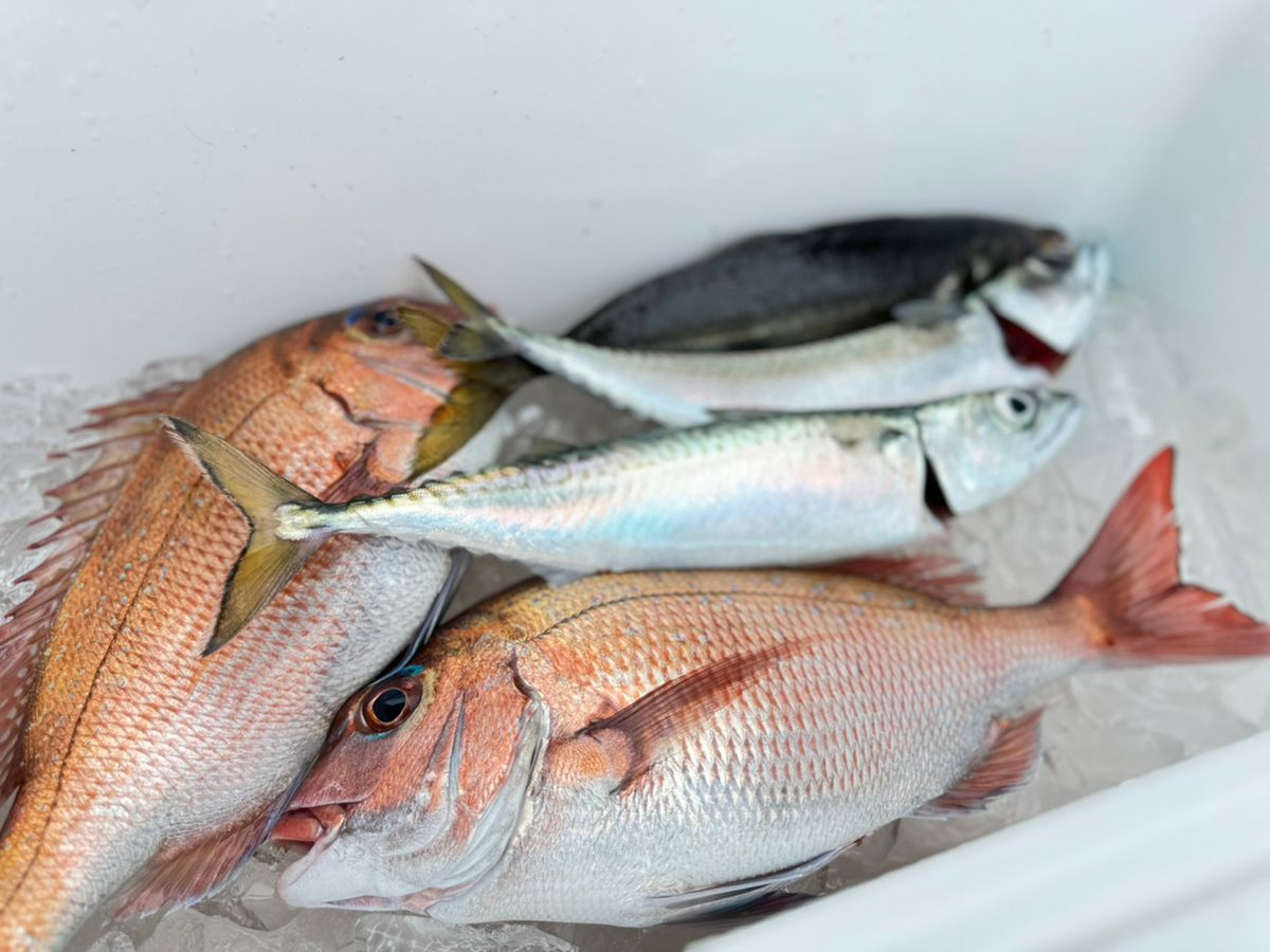 TATSULOWさんの釣果 2枚目の画像