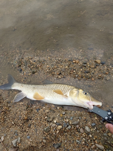 ニゴイの釣果