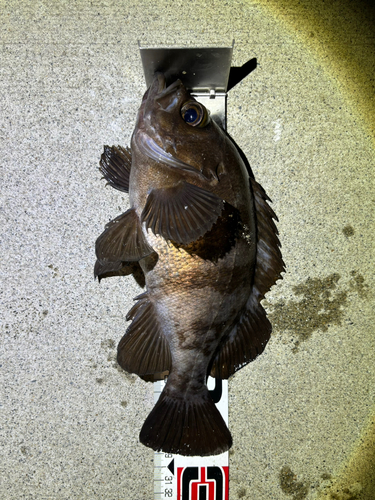 メバルの釣果