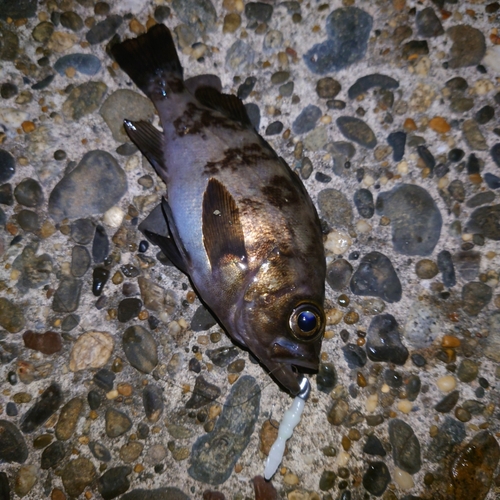 シロメバルの釣果