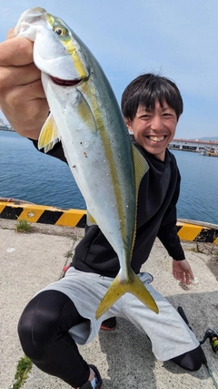 イナダの釣果