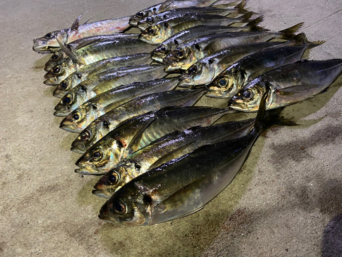 アジの釣果