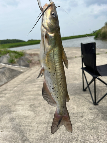 アメリカナマズの釣果