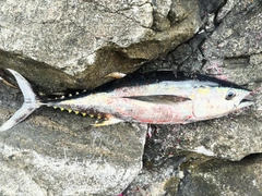 キハダマグロの釣果