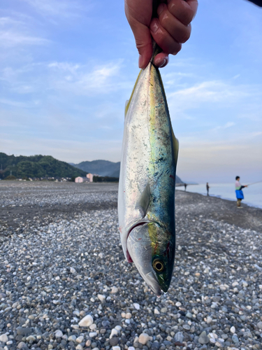 イナダの釣果