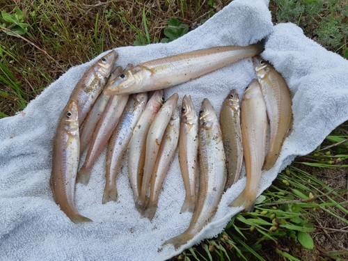 シロギスの釣果