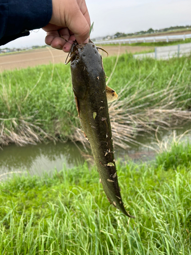 マナマズの釣果