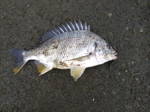 キビレの釣果