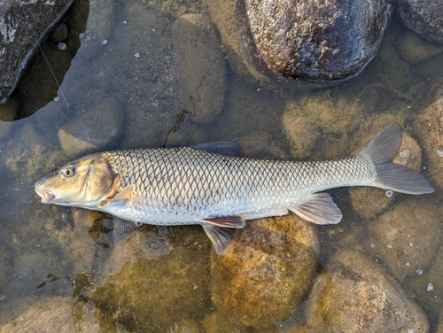 ニゴイの釣果